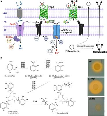 High Affinity Iron Acquisition Systems Facilitate but Are Not Essential for Colonization of Chickens by Salmonella Enteritidis